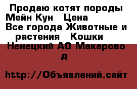 Продаю котят породы Мейн Кун › Цена ­ 12 000 - Все города Животные и растения » Кошки   . Ненецкий АО,Макарово д.